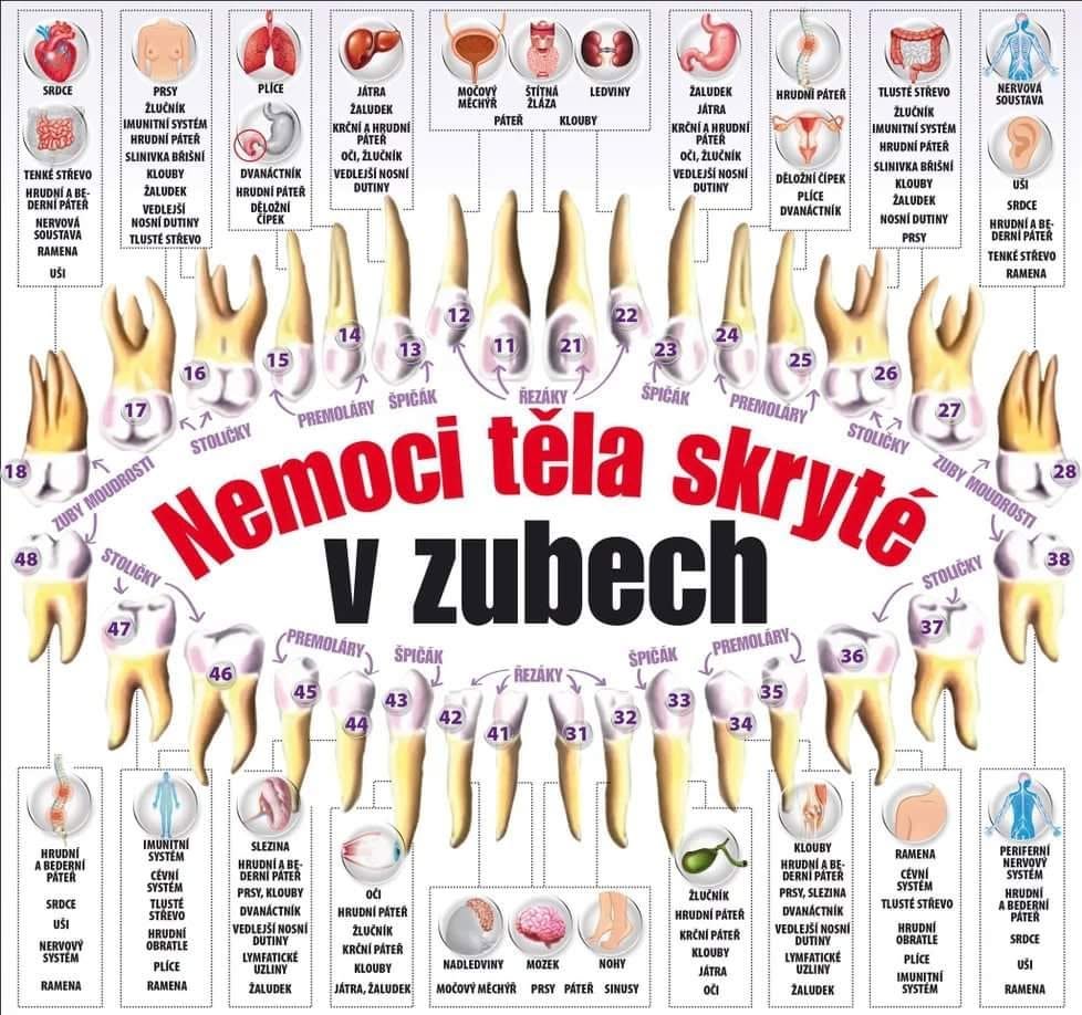 Mapa propojení zubů s orgány a tělesnými systémy